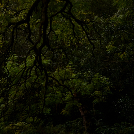 The Age of Swirling Mist