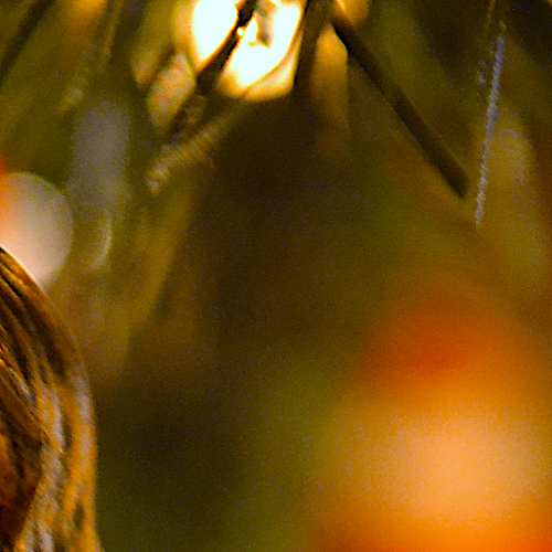 WHAT'S ON BEAR CREEK CHRISTMAS TV TONITE AT CHRISTMAS