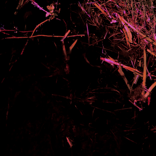 The Lights at the Mill