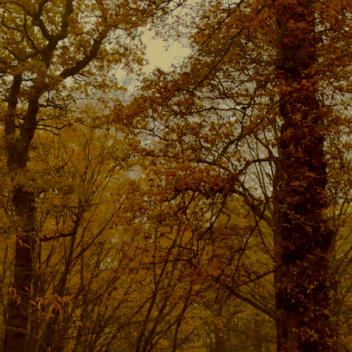 The Pumpkin Woman (C)