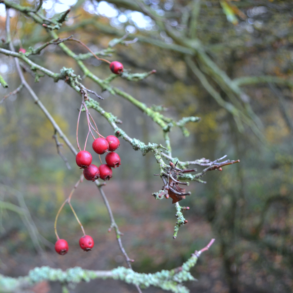 Berries for the Dead (A)